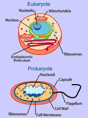 Animal Cell Parts And Their Functions. an animal how a functions,