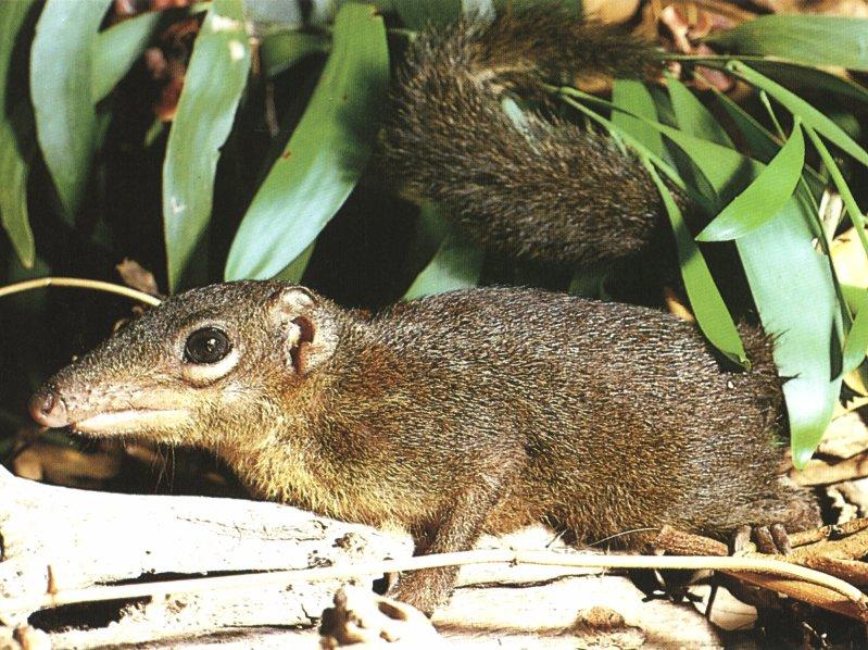 tree shrew